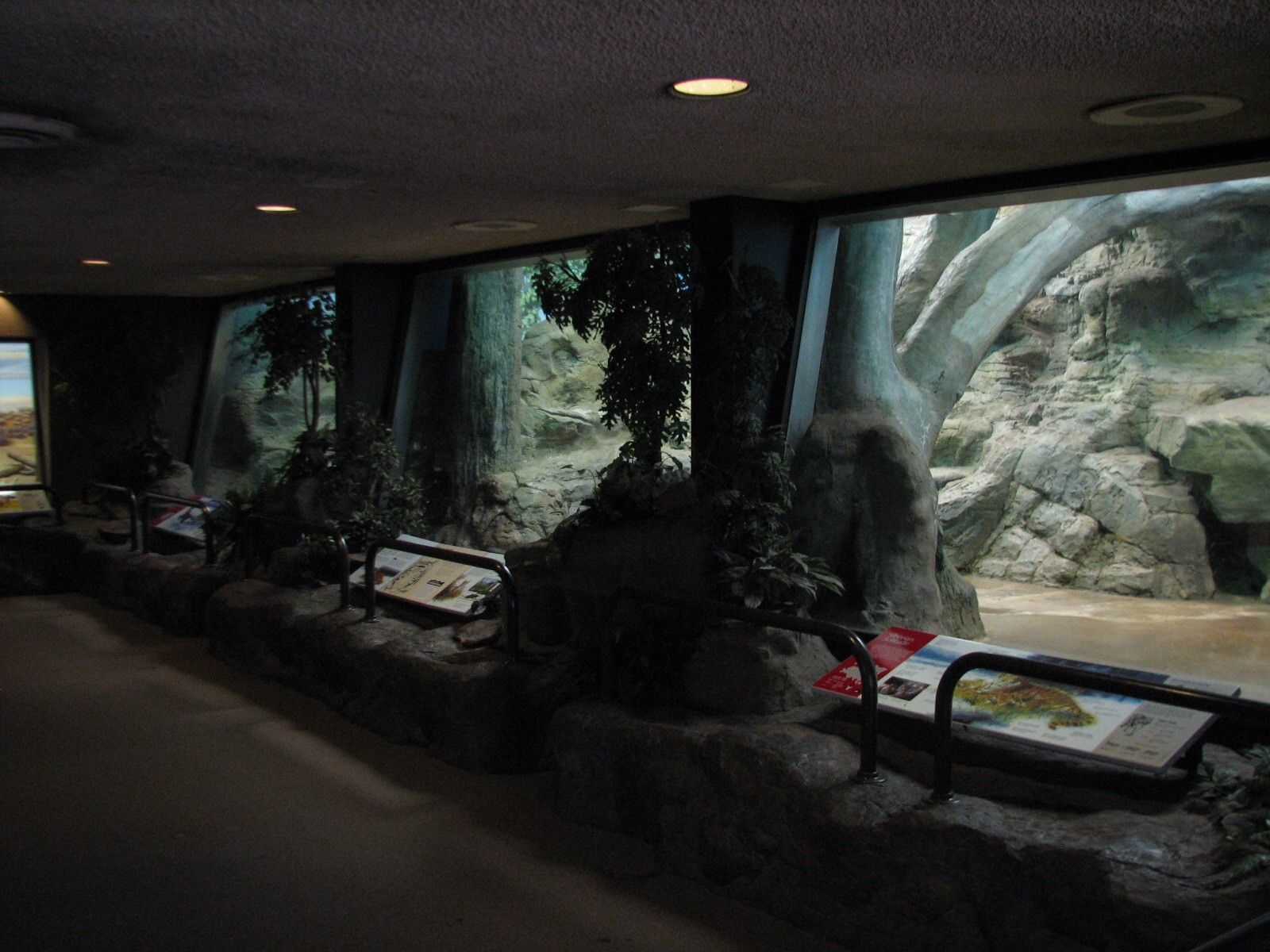 Felines - Interior Exhibits