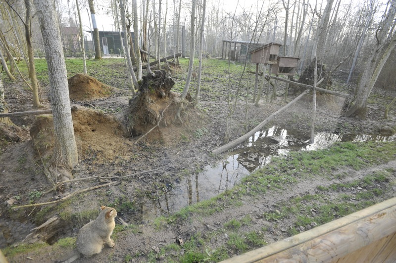 Felis chaus enclosure
