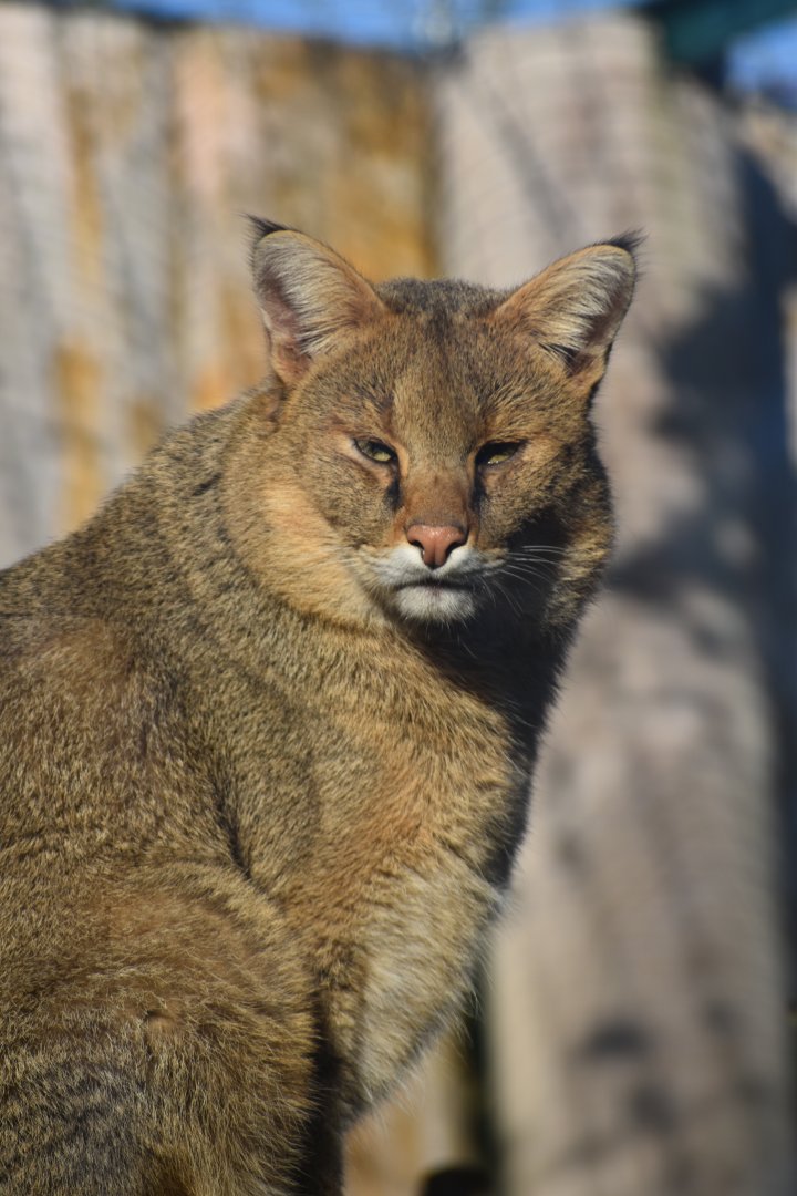 Felis chaus - Jungle Cat (male)
