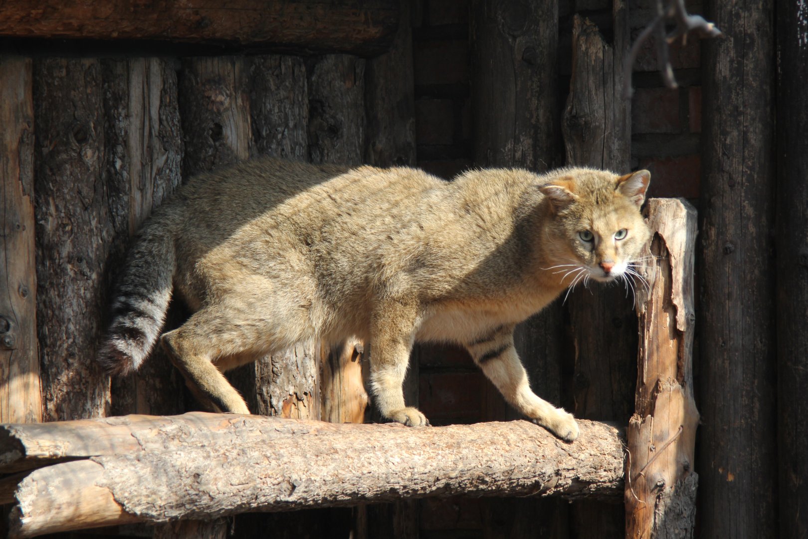 (Felis chaus) Jungle cat