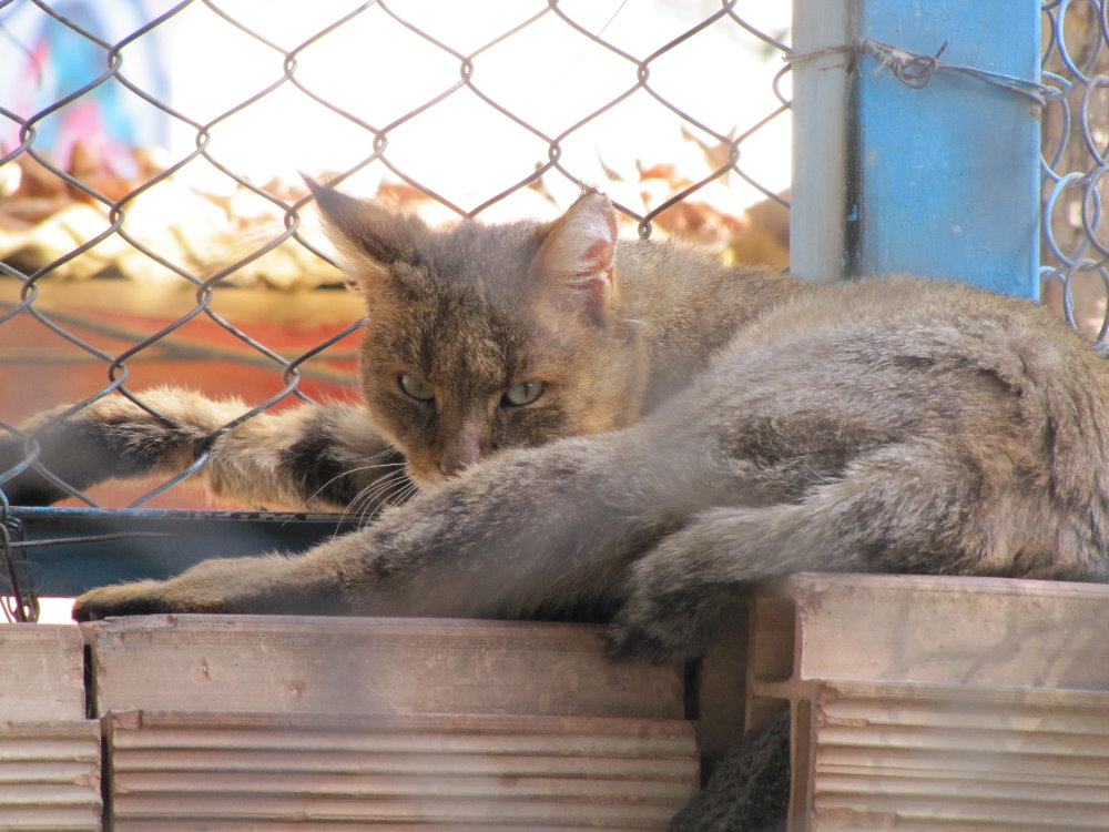 Felis chaus maimanah-iran Jungle Cat (tehran zoo)