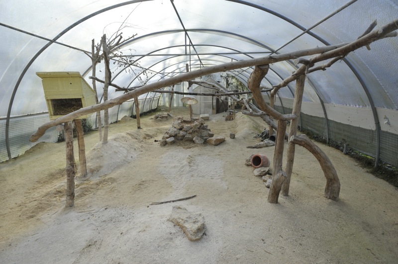 Felis margarita harrisoni enclosure