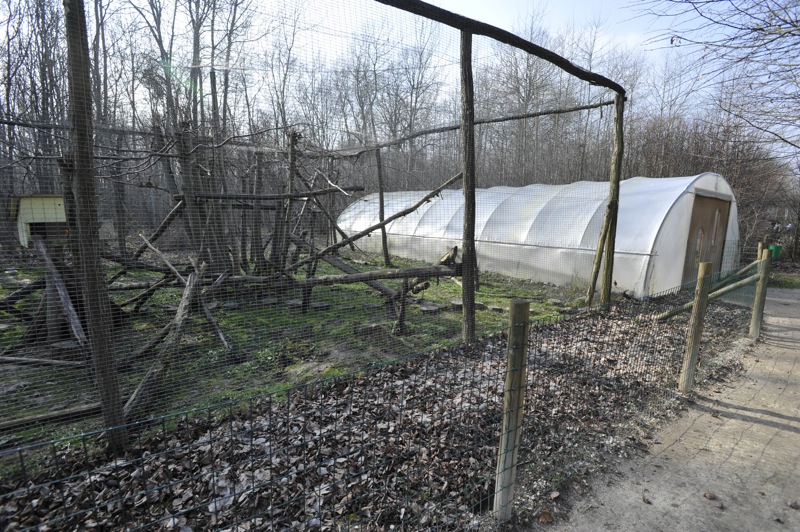 Felis margarita harrisoni enclosure