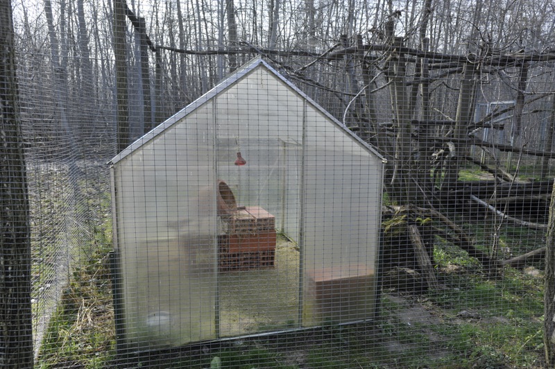Felis margarita harrisoni enclosure