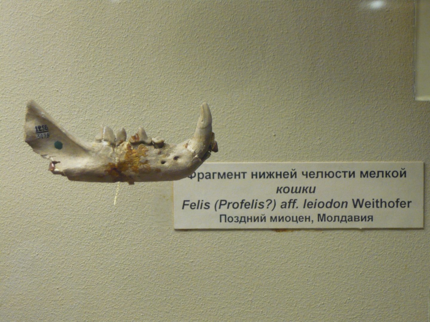 Felis (Profelis) aff. leiodon mandible