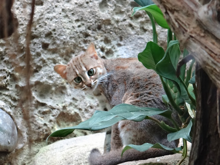 Felis rubiginosus phillipsi