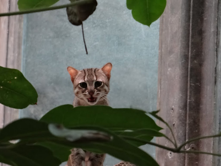 Felis rubiginosus phillipsi