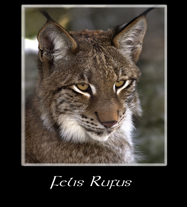 Felis Rufus