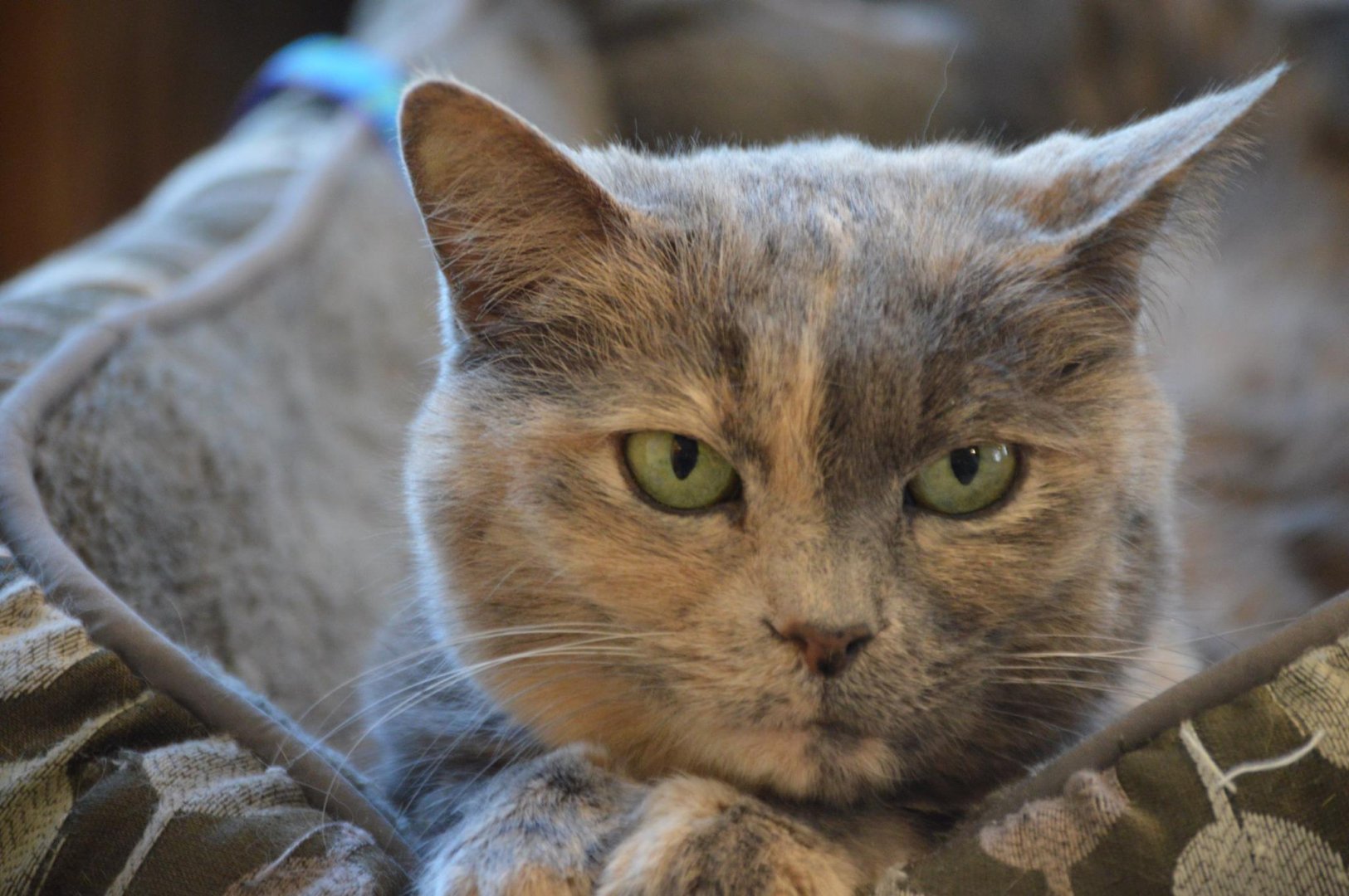 Felis silvestris catus