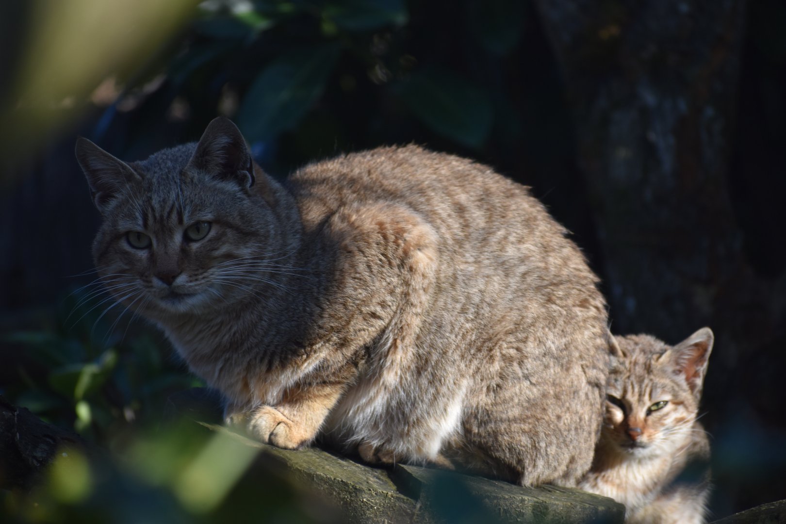 Felis silvestris gordoni - Gordon Wildcat