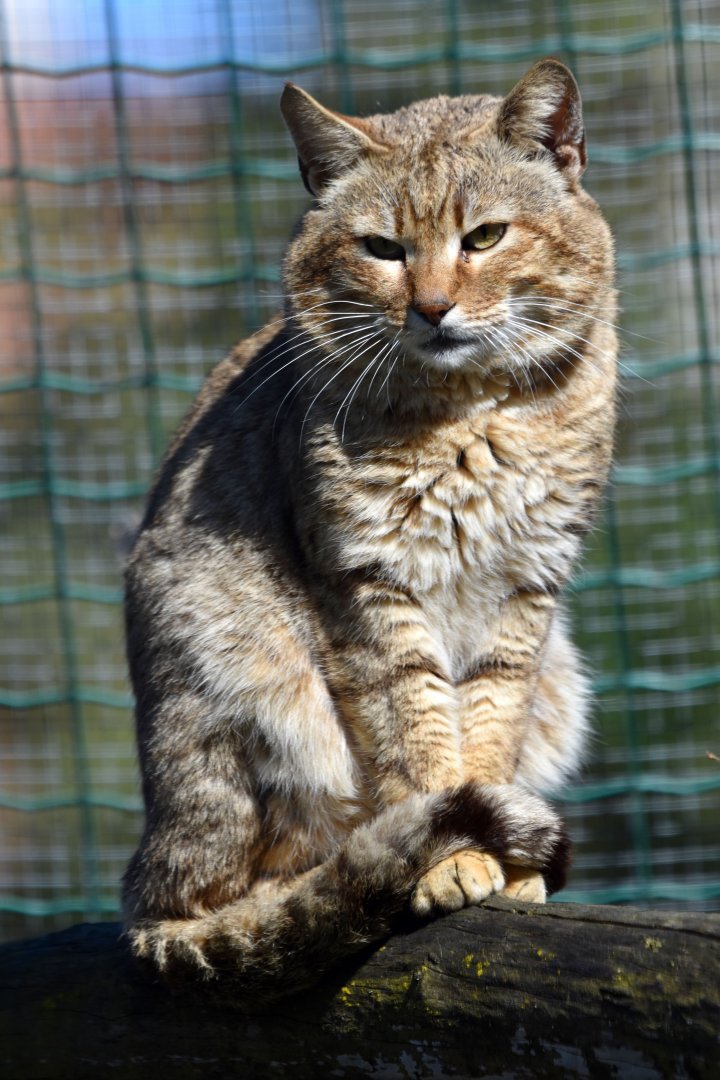 Felis silvestris gordoni - Oman Wildcat