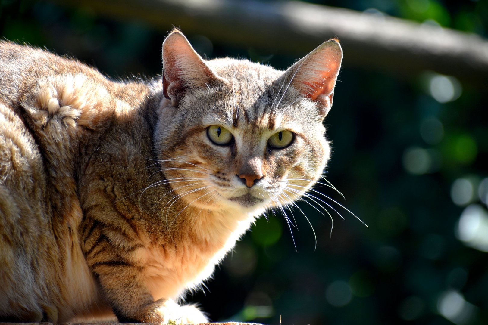 Felis silvestris gordoni - Oman Wildcat