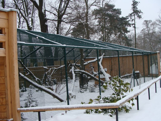 Felis silvestris paddock