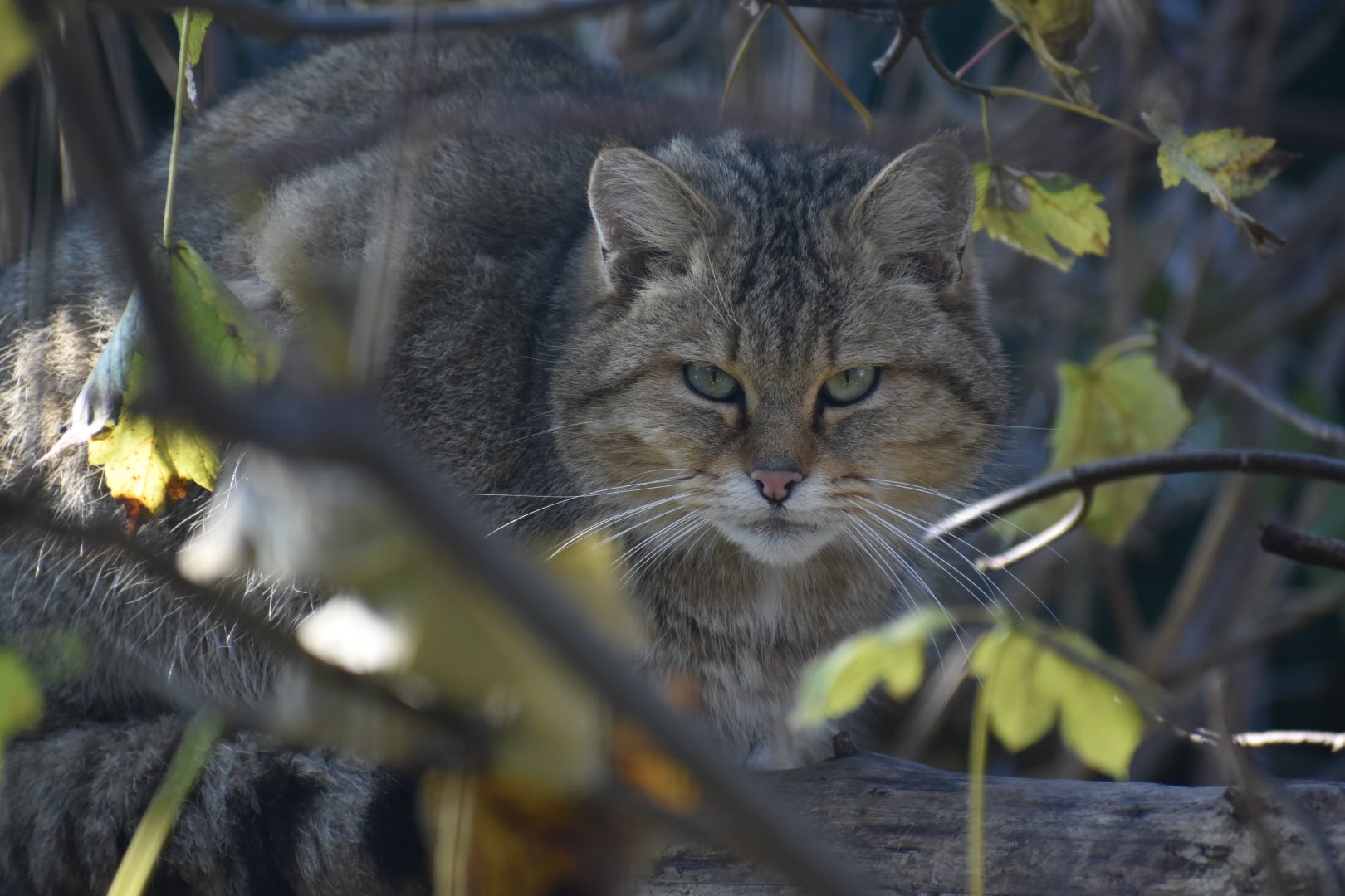 Felis silvestris silvestris - European Wildcat
