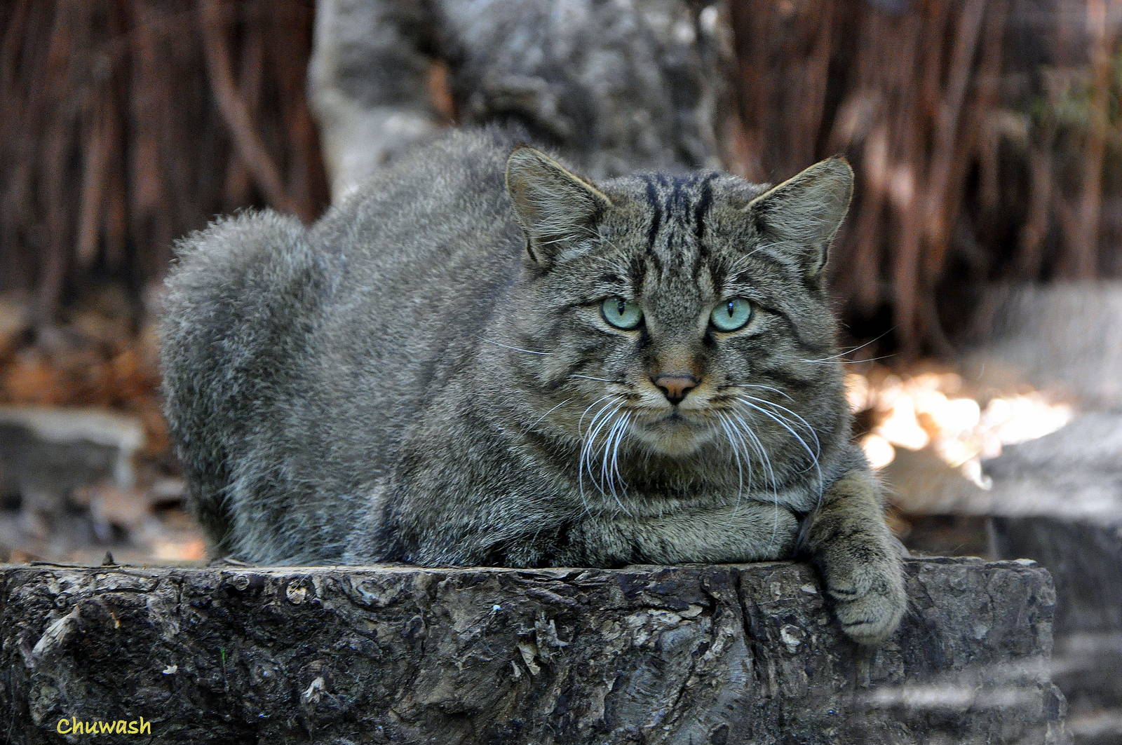 Felis silvestris silvestris in Kiev Zoo 1