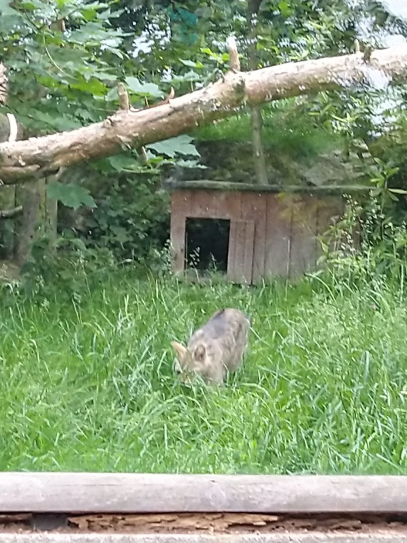 Felis silvestris silvestris