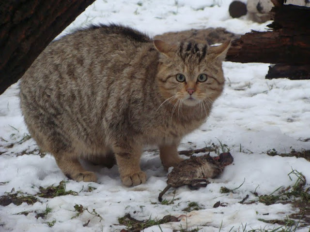 Felis silvestris