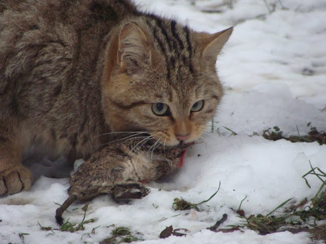 Felis silvestris