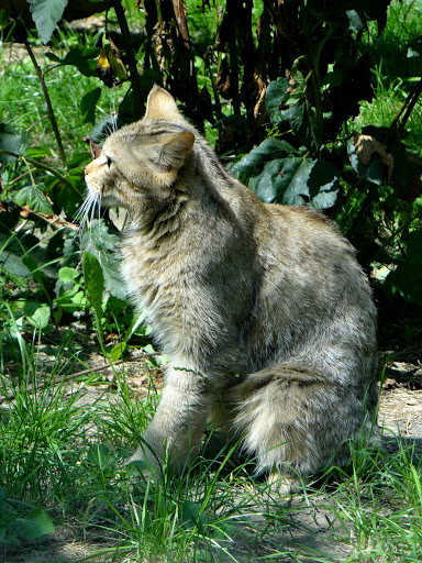 Felis silvestris