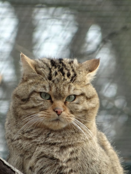 Felis silvestris
