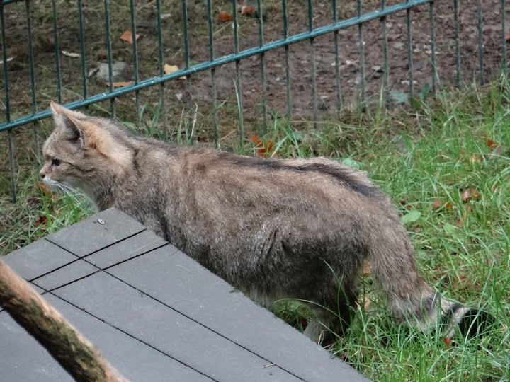 Felis sylvestris sylvestris