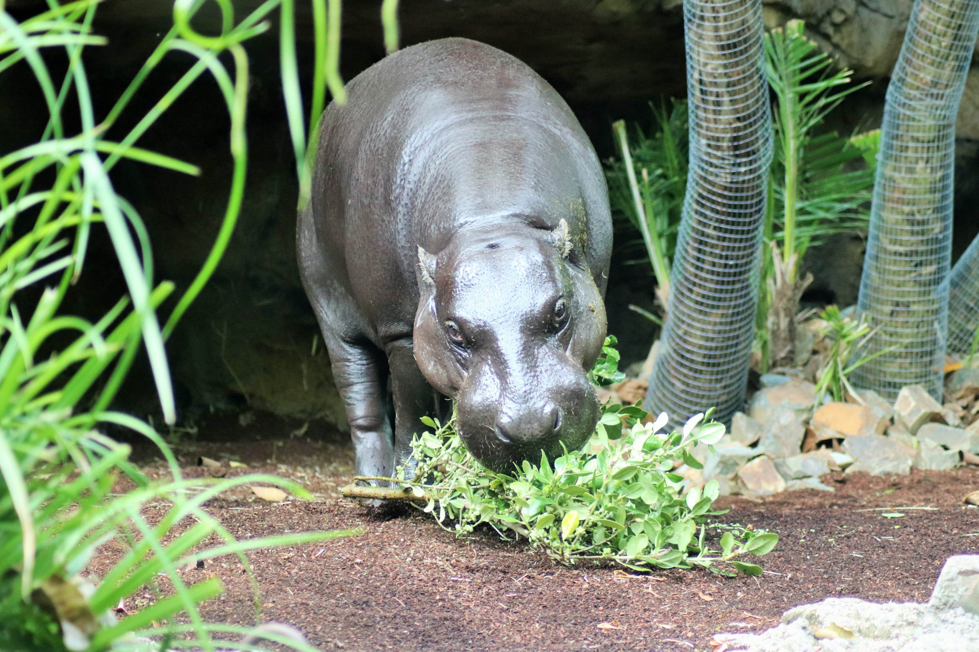 'Felix' Pygmy Hippopotamus (Hexaprotodon liberiensis)