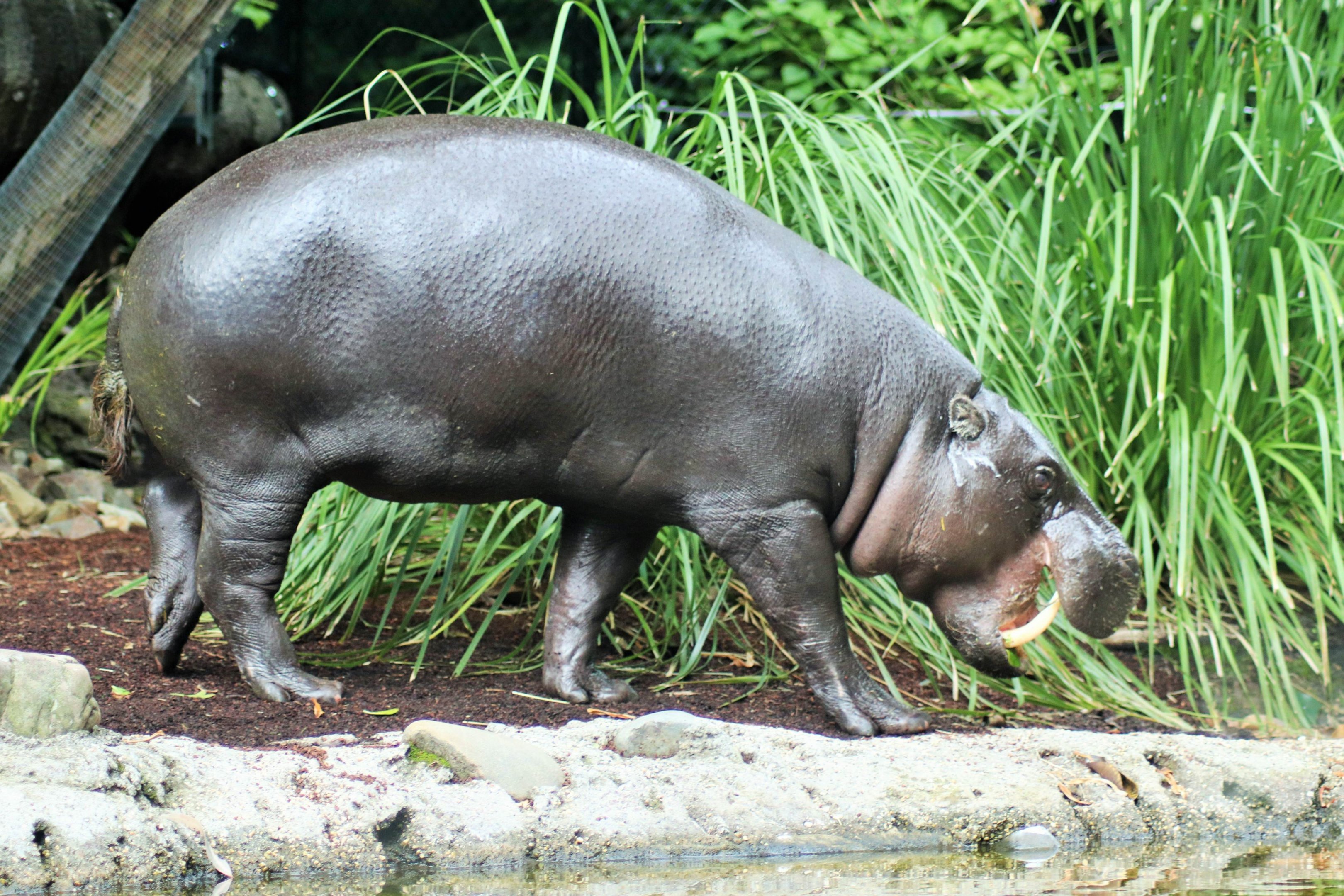 'Felix' Pygmy Hippopotamus (Hexaprotodon liberiensis)