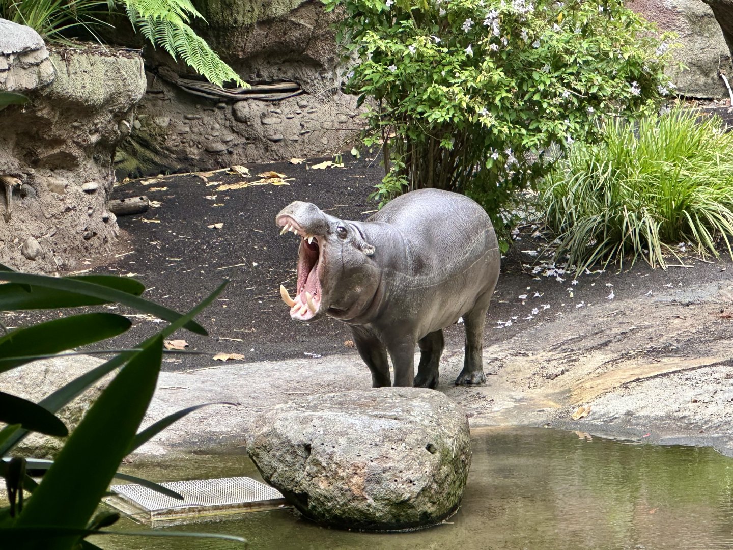 Felix (Pygmy Hippopotamus)
