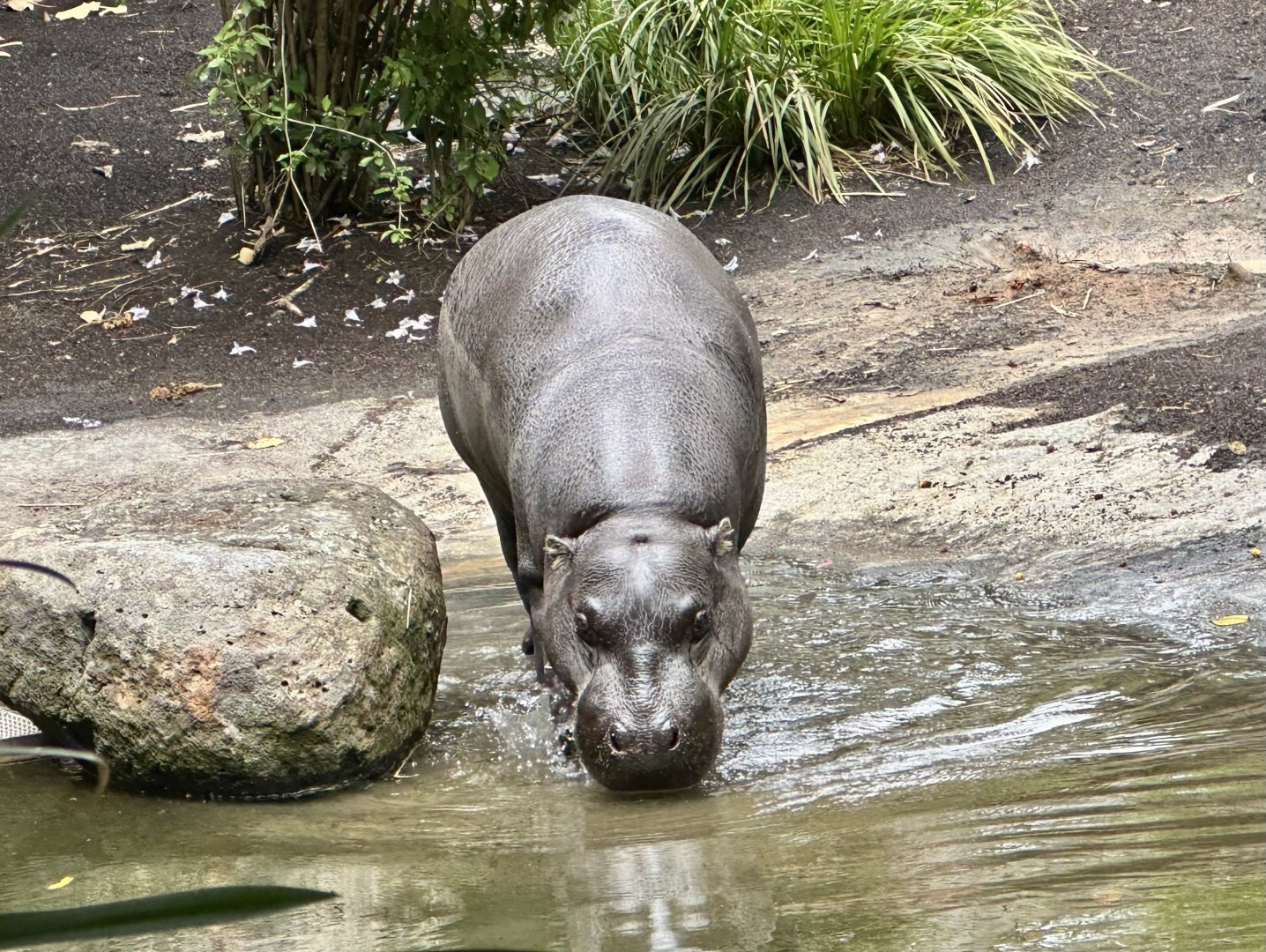 Felix (Pygmy Hippopotamus)
