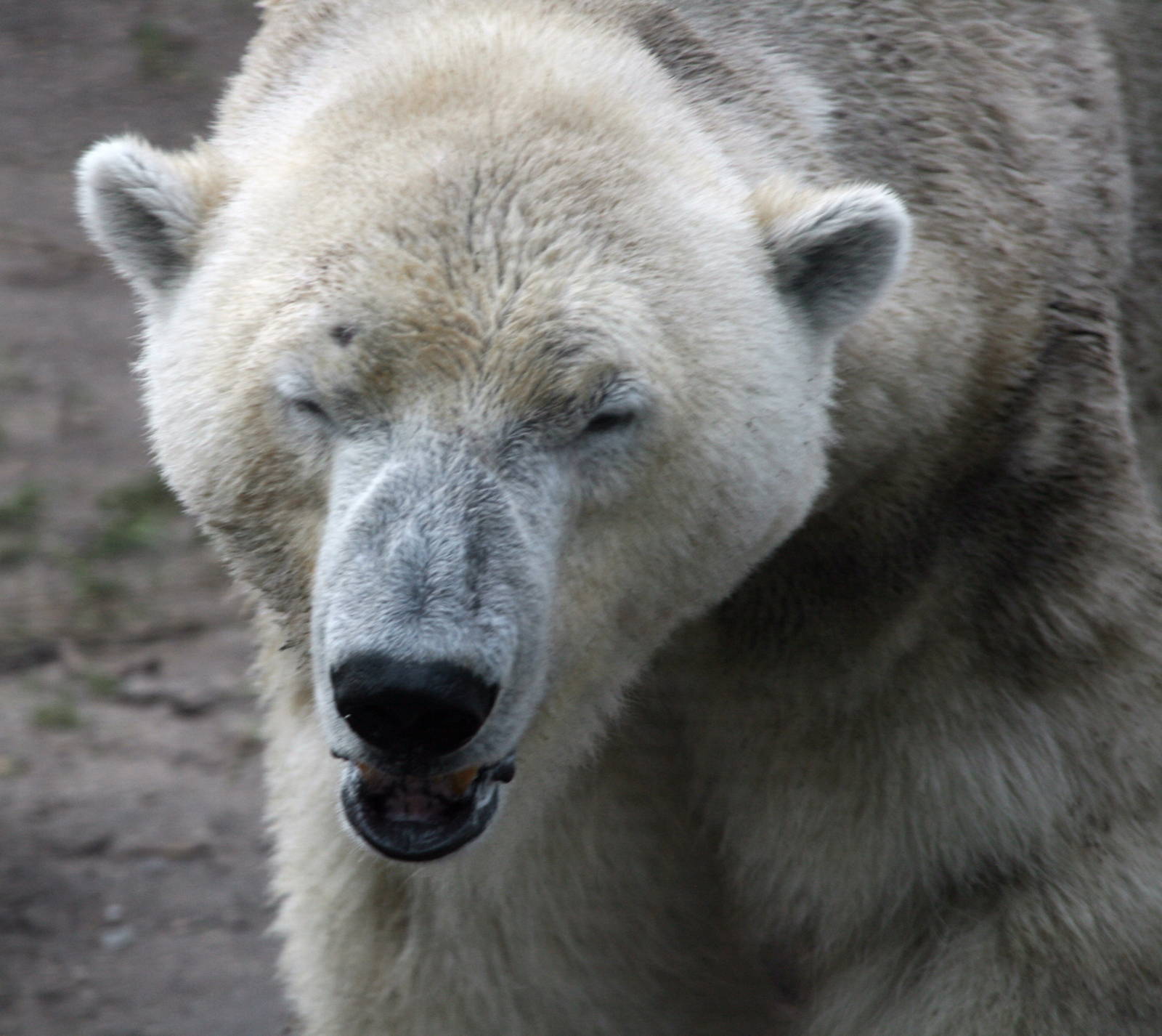 Felix the new polar bear male