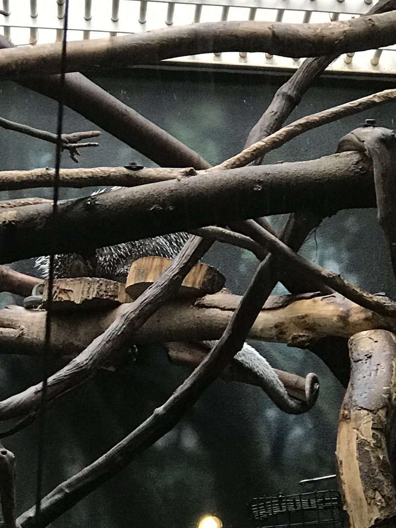 Felix the prehensile-tailed porcupine