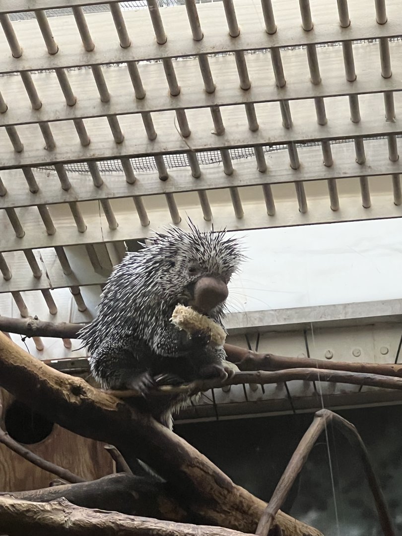 Felix the prehensile-tailed porcupine