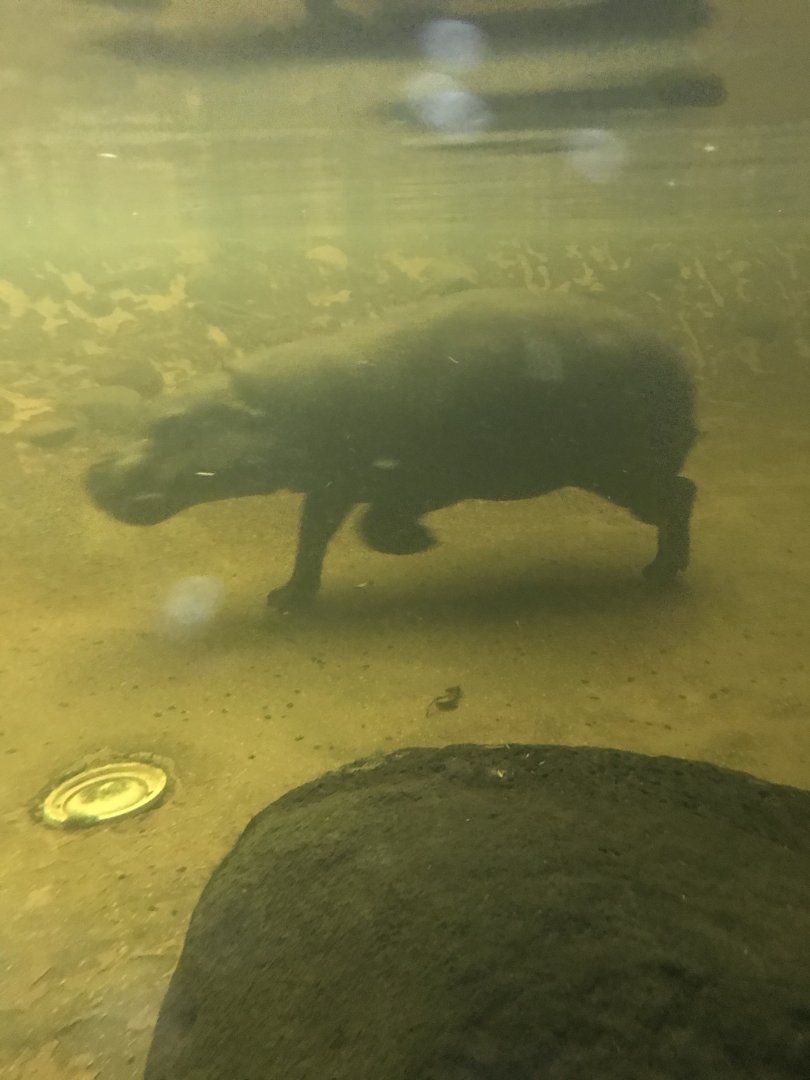 Felix the Pygmy Hippo