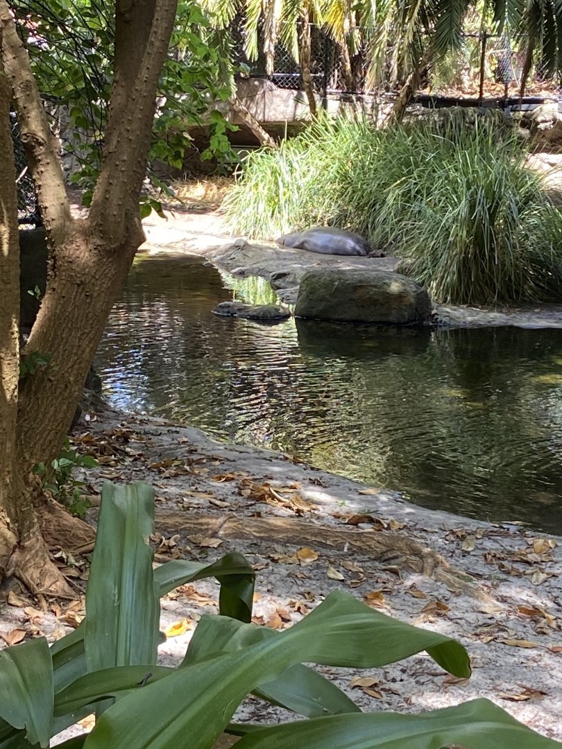 Felix the Pygmy Hippo