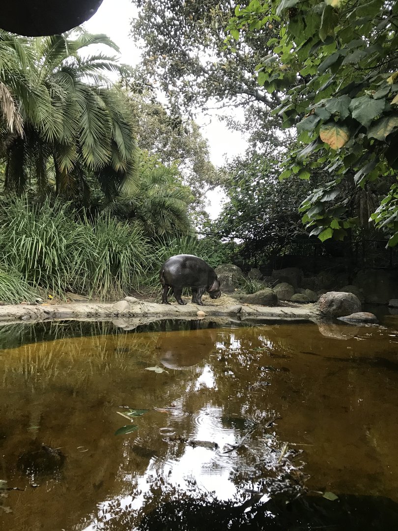 Felix the Pygmy Hippo