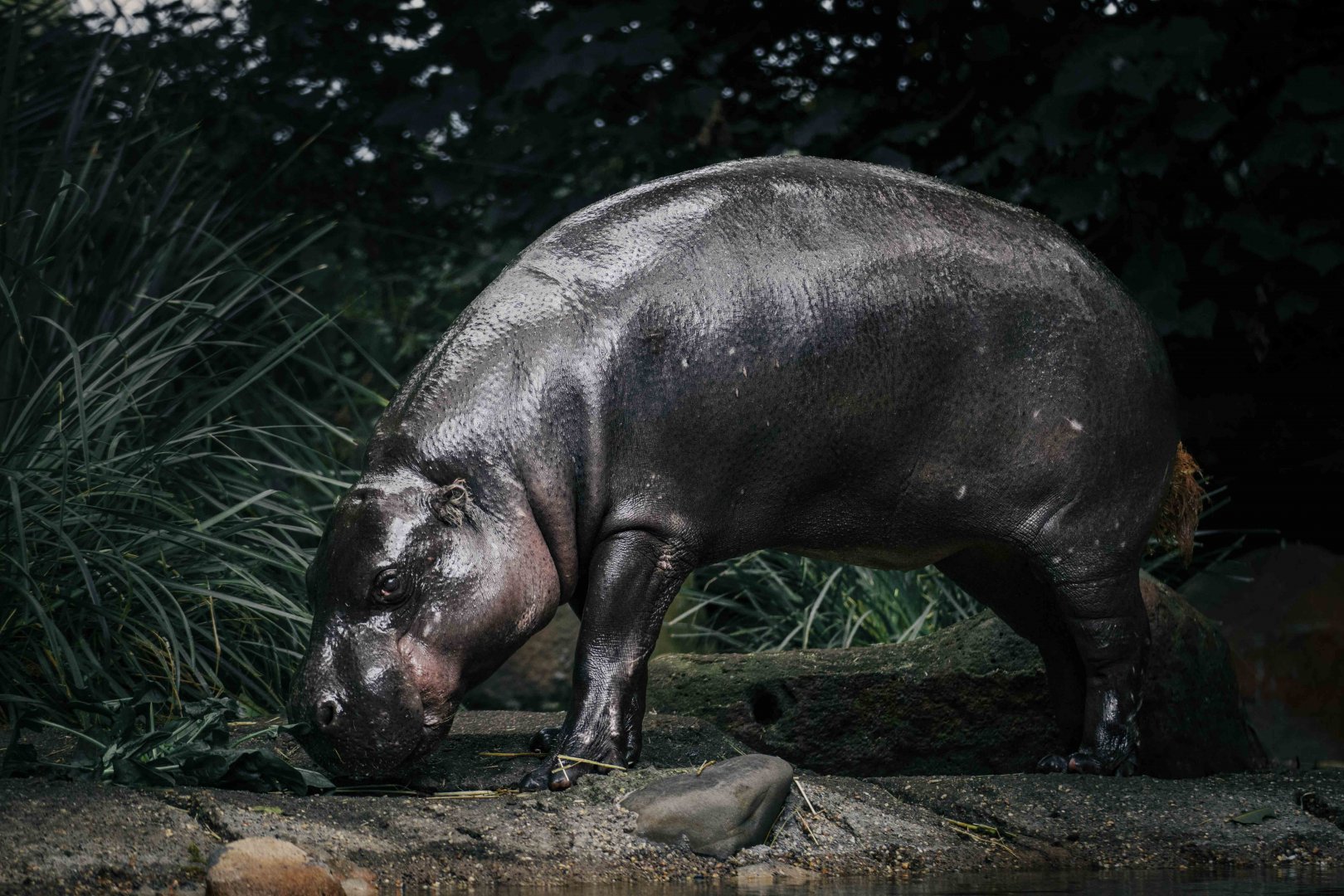 Felix the Pygmy Hippo