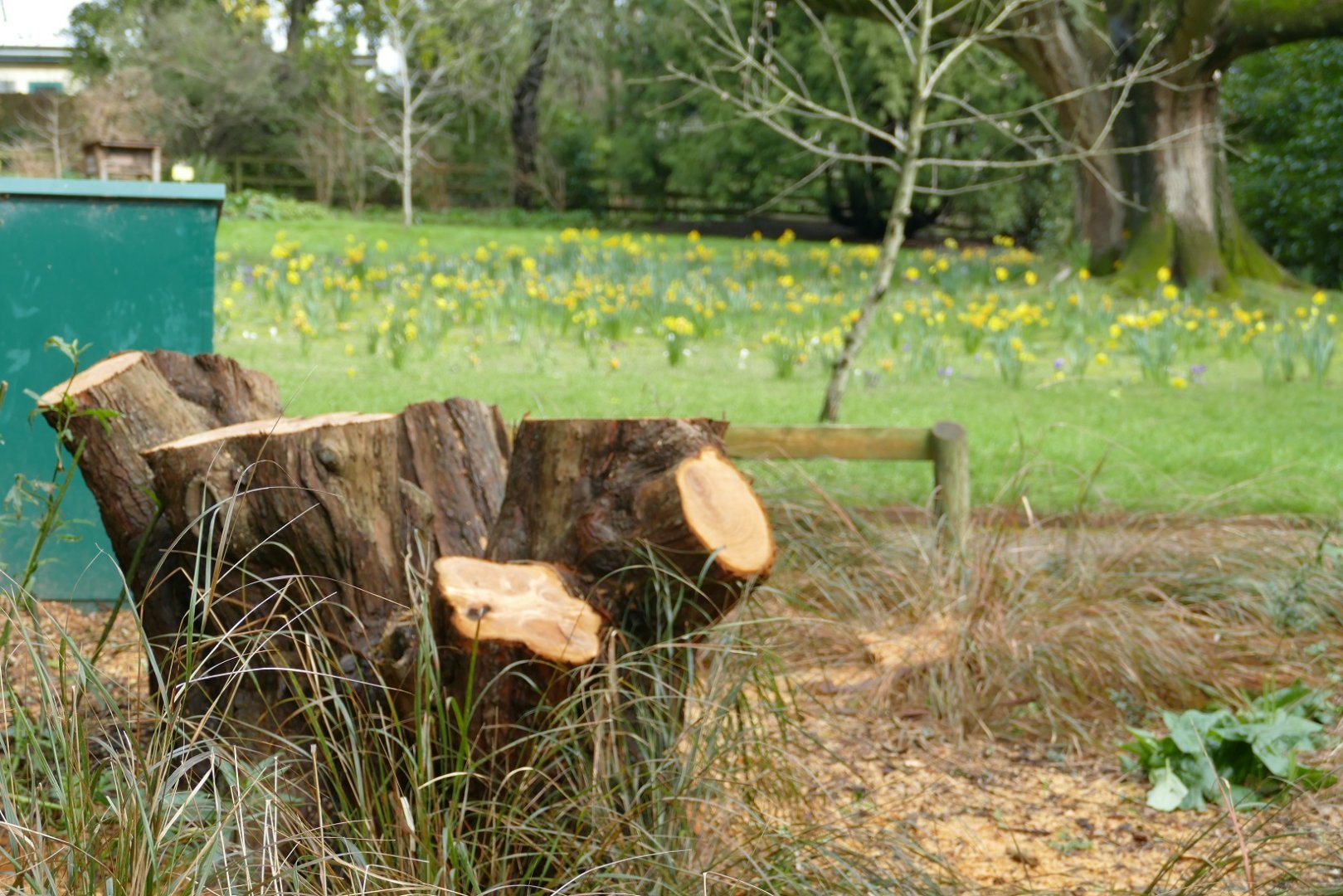 Felled tree, February 2022