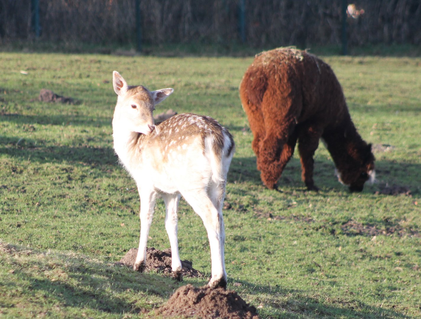 Fellow deer and Alpaca