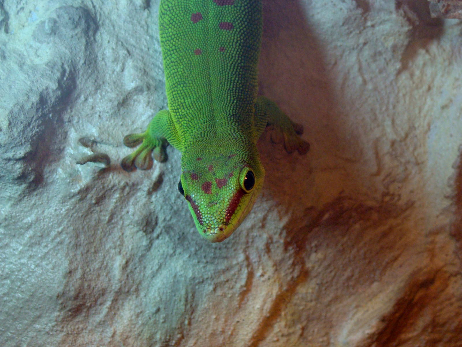 Felsuma madagaskarska