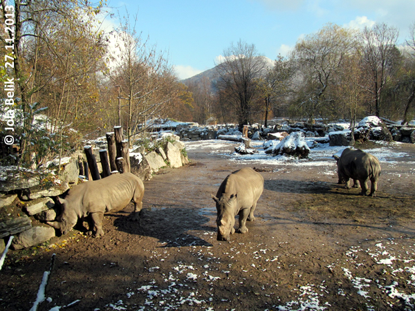 Femal white rhinos at Zoo Hellbrunn Salzburg