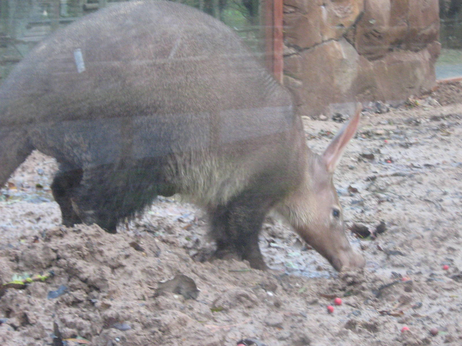 Female Aardvark