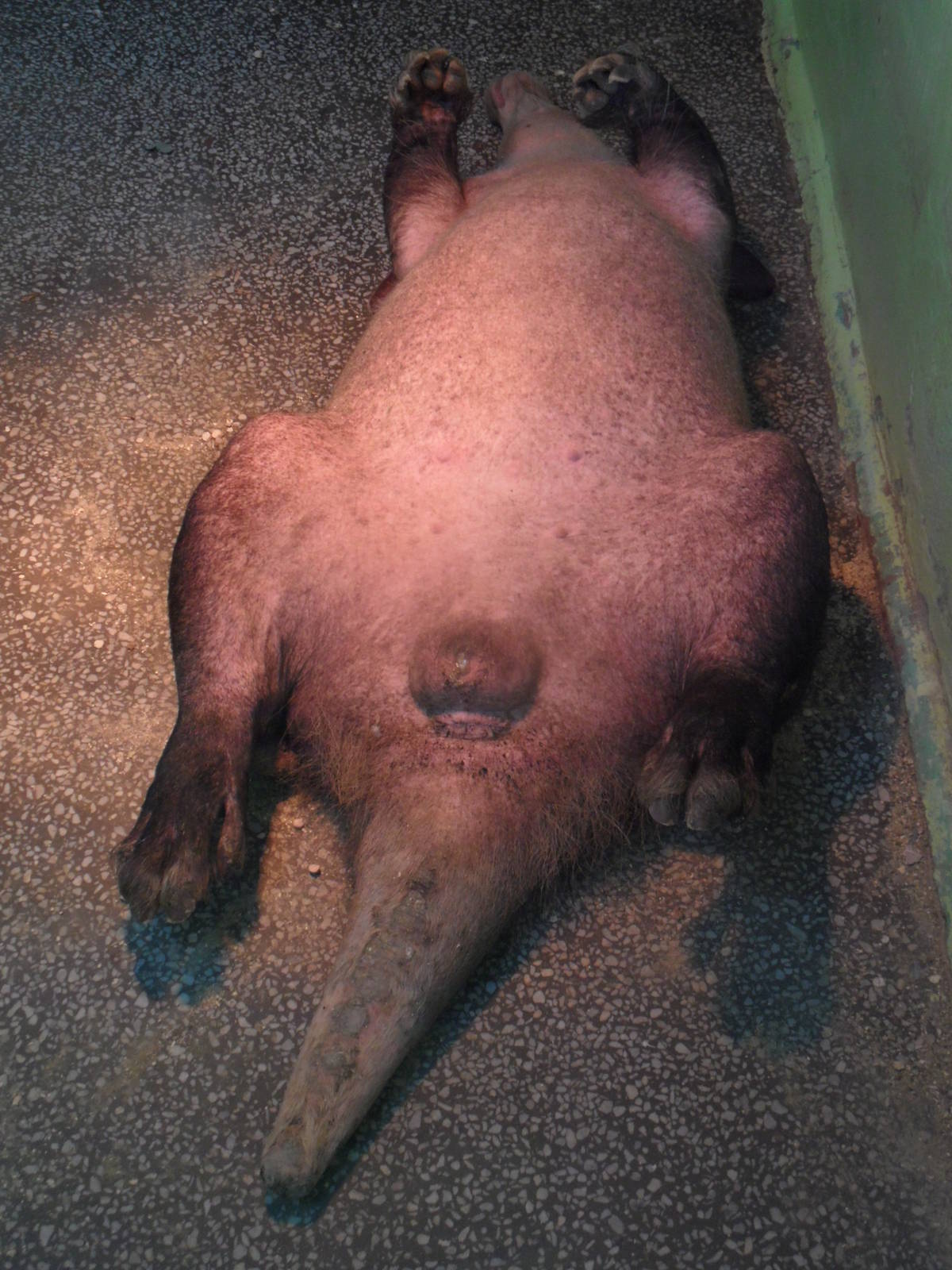 Female aardvark