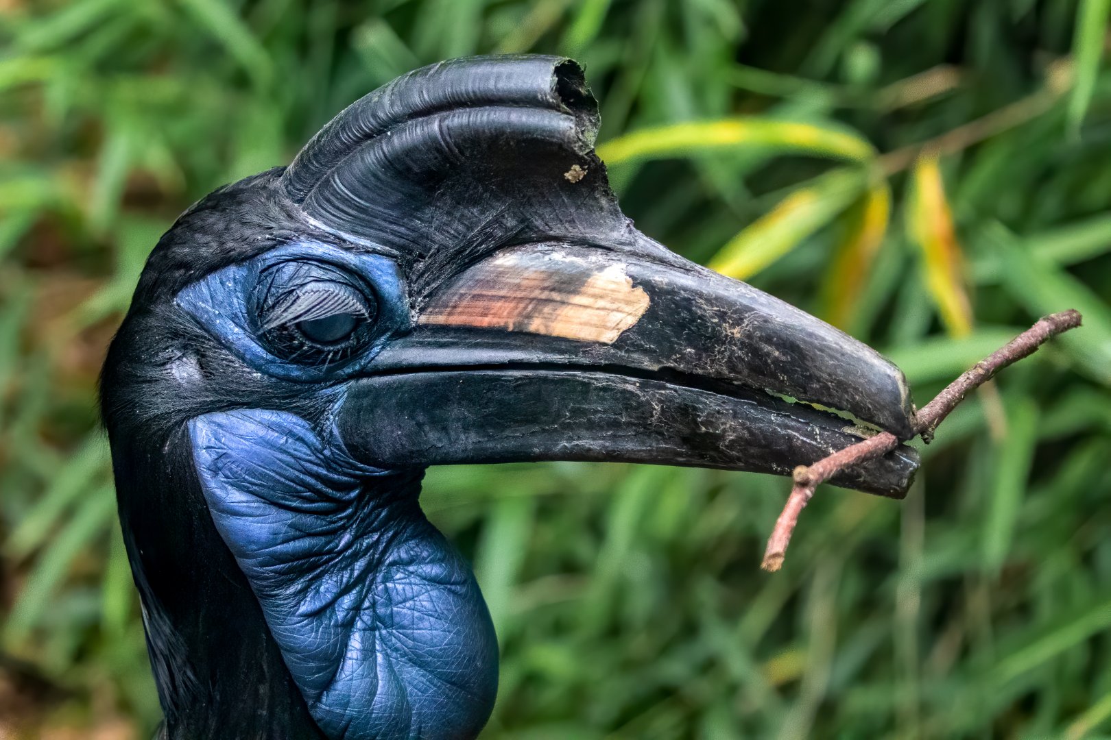 Female Abyssinian ground hornbill / Exmoor Zoo / 7-9-20