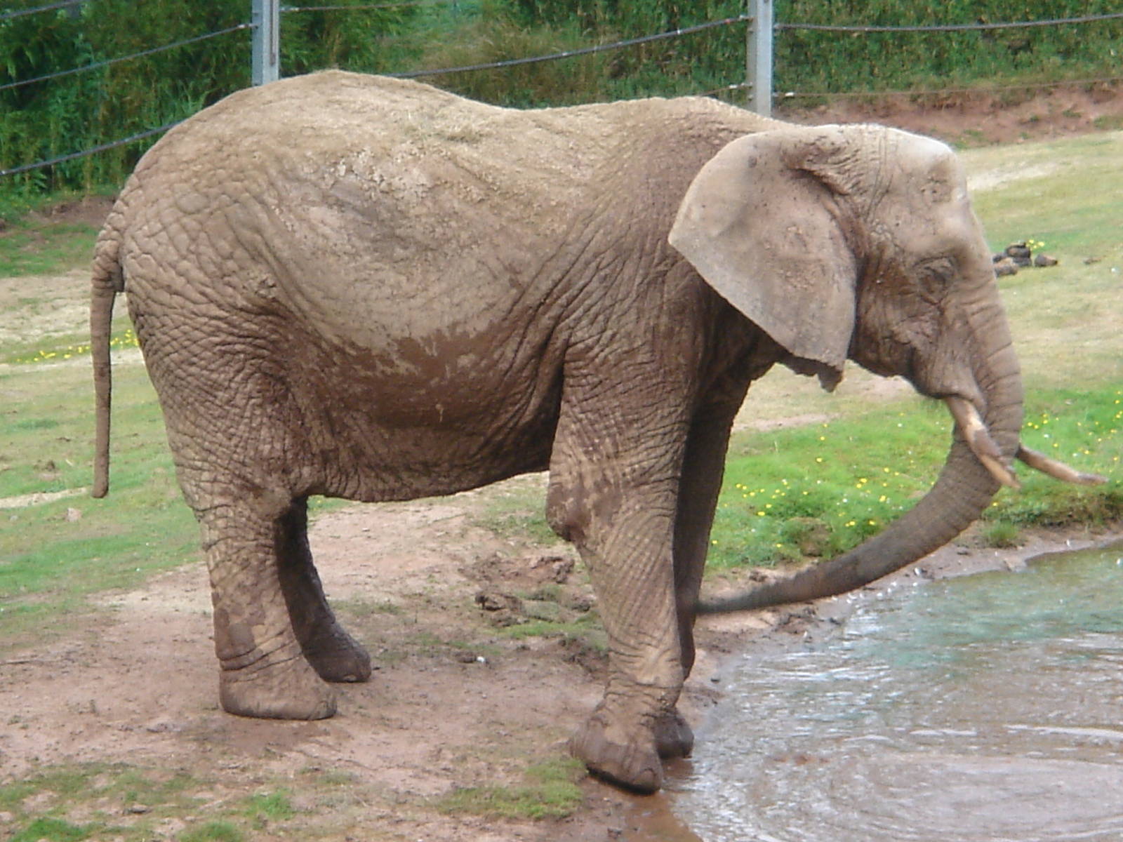 Female African Elephant