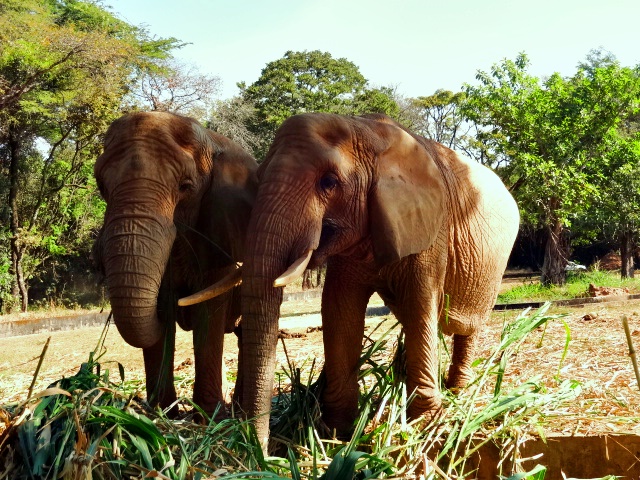 Female african-elephants "Beré"(mother) and "Axé"(daughter) - Belo Horizonte zoo