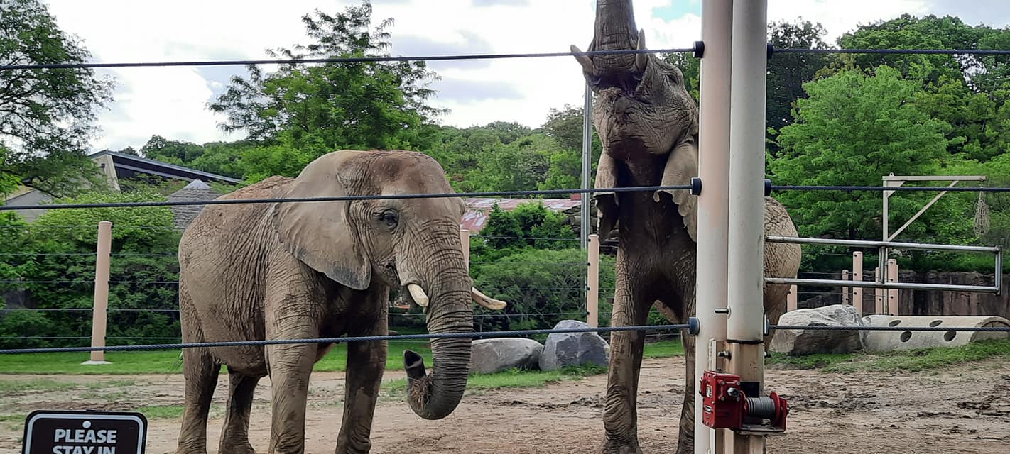 Female African Elephants