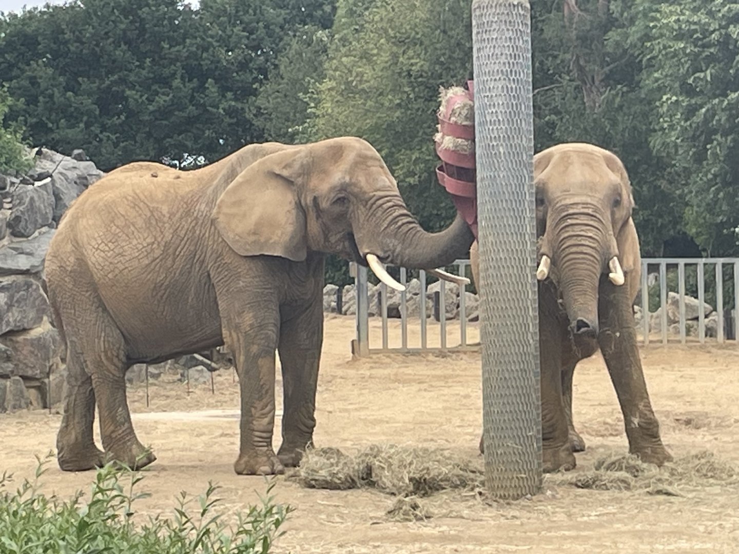 Female African Elephants