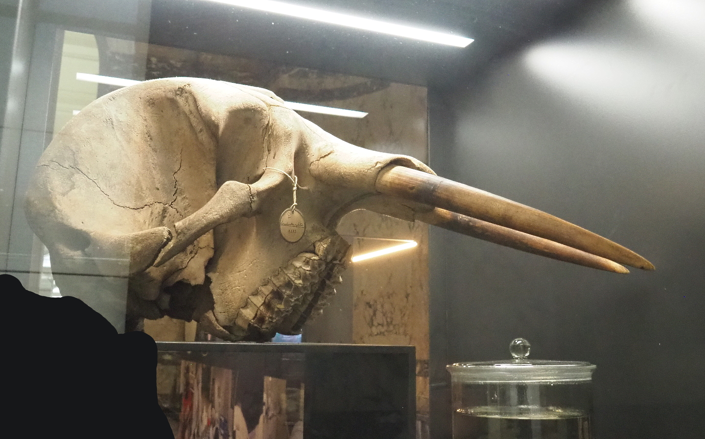 Female African forest elephant (Loxodonta cyclotis) skull, 2021-10-20