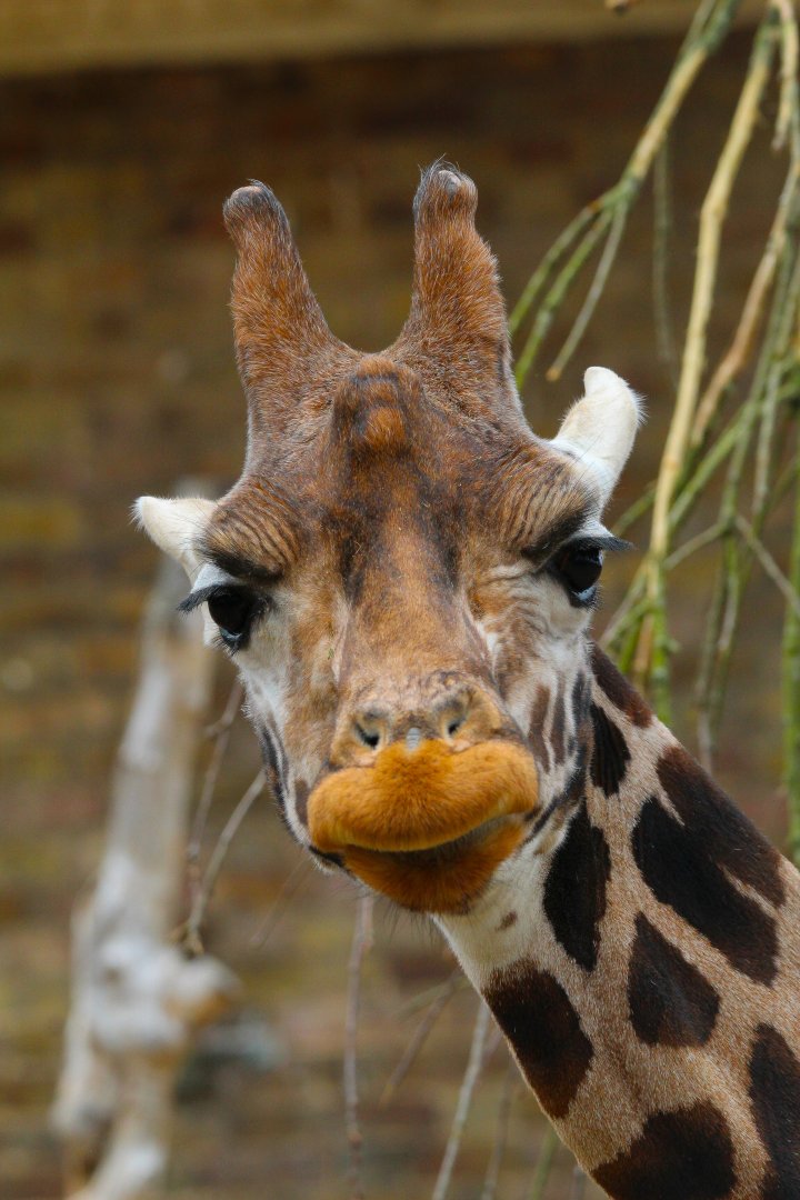 Female African Giraffe- 18th March 2024