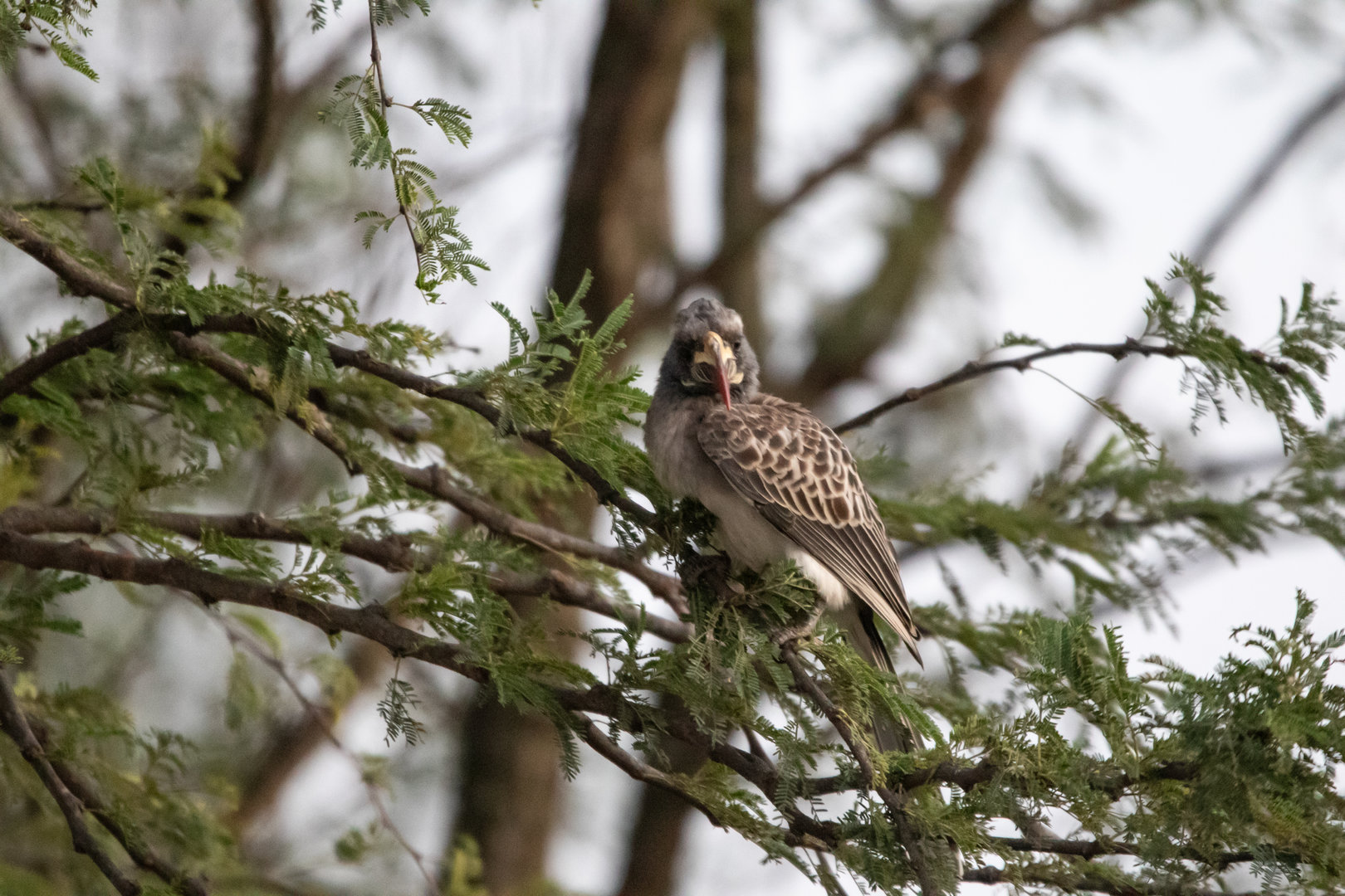 Female African Grey Hornbill